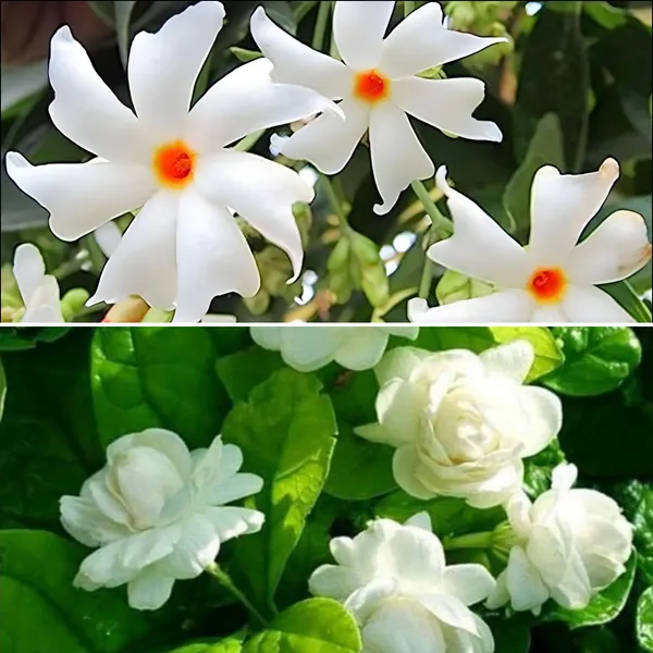 Jasmine_Mogra_Live_Plant_And_Live_Coral_Jasmine_Night_Flowering_Parijat_Harshringar_Live_Plant_Set_Of_2_Plants_Default_Title