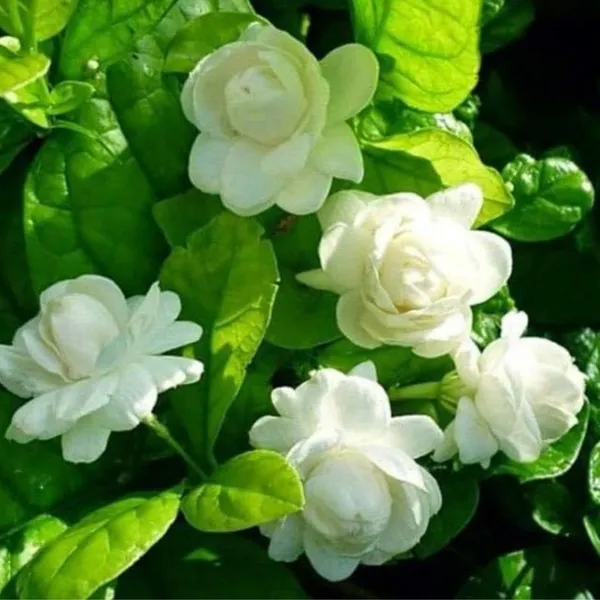 Jasmine_Mogra_Live_Plant_And_Live_Coral_Jasmine_Night_Flowering_Parijat_Harshringar_Live_Plant_Set_Of_2_Plants_Default_Title