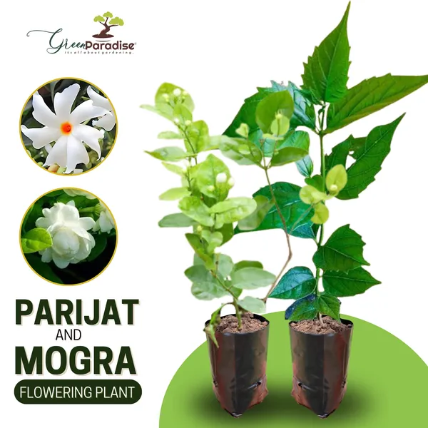 Jasmine_Mogra_Live_Plant_And_Live_Coral_Jasmine_Night_Flowering_Parijat_Harshringar_Live_Plant_Set_Of_2_Plants_Default_Title