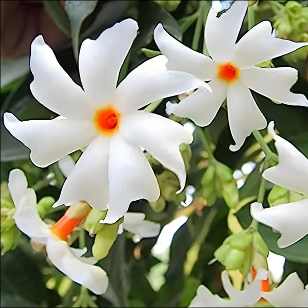 Jasmine_Mogra_Live_Plant_And_Live_Coral_Jasmine_Night_Flowering_Parijat_Harshringar_Live_Plant_Set_Of_2_Plants_Default_Title