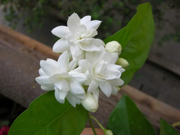 Jasmine_Mogra_And_Murraya_Paniculata_Madhukamini_Live_Plant_Set_Of_2_Plants_1_Of_Each_Default_Title