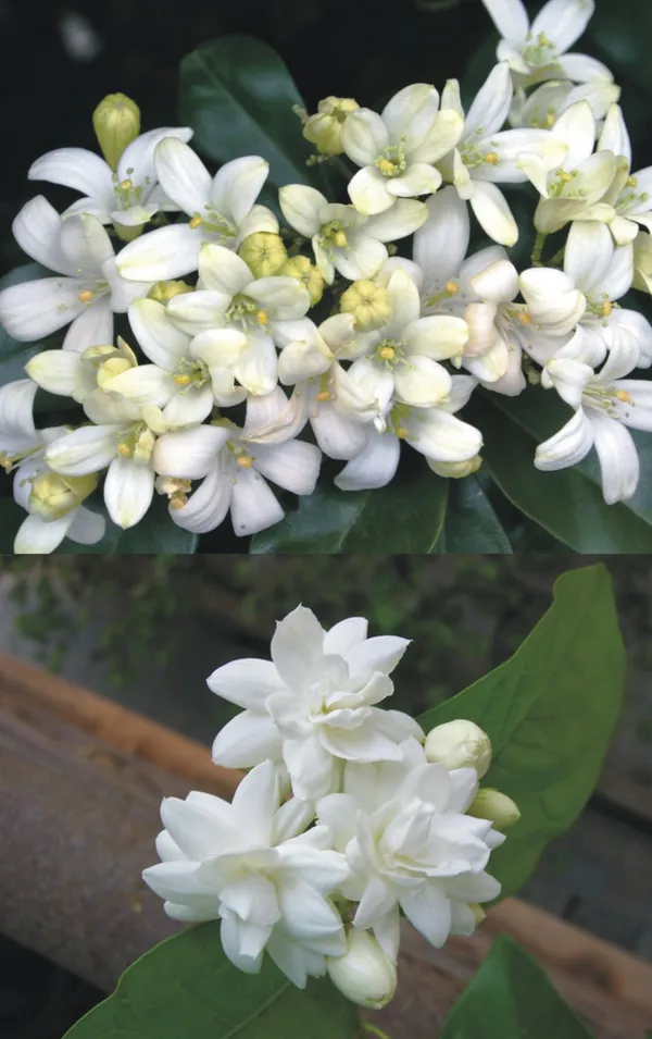 Jasmine_Mogra_And_Murraya_Paniculata_Madhukamini_Live_Plant_Set_Of_2_Plants_1_Of_Each_Default_Title