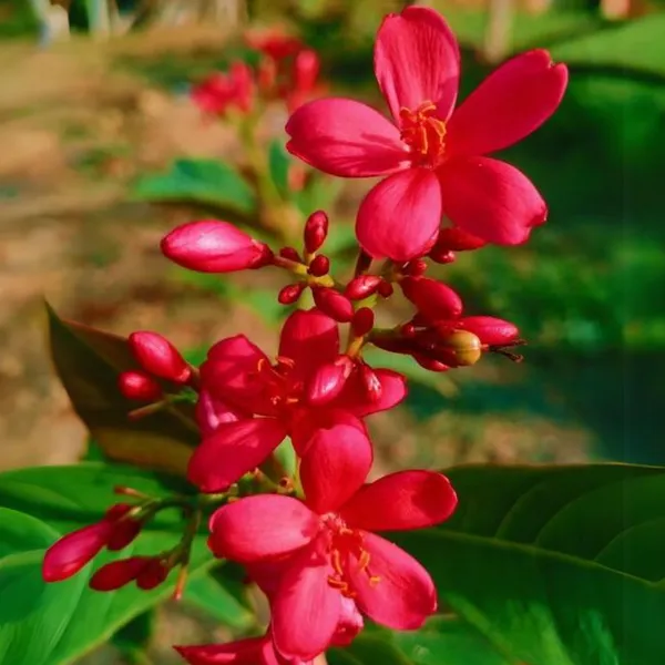 Jatropha_Live_Plant_Default_Title