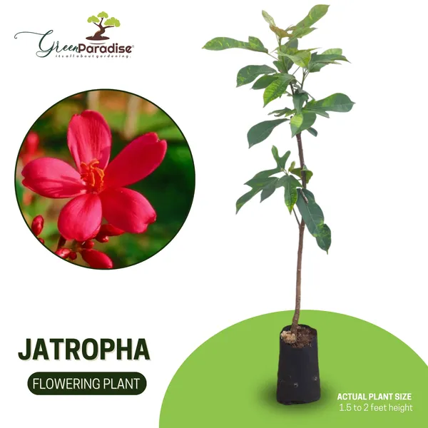 Jatropha_Live_Plant_Default_Title