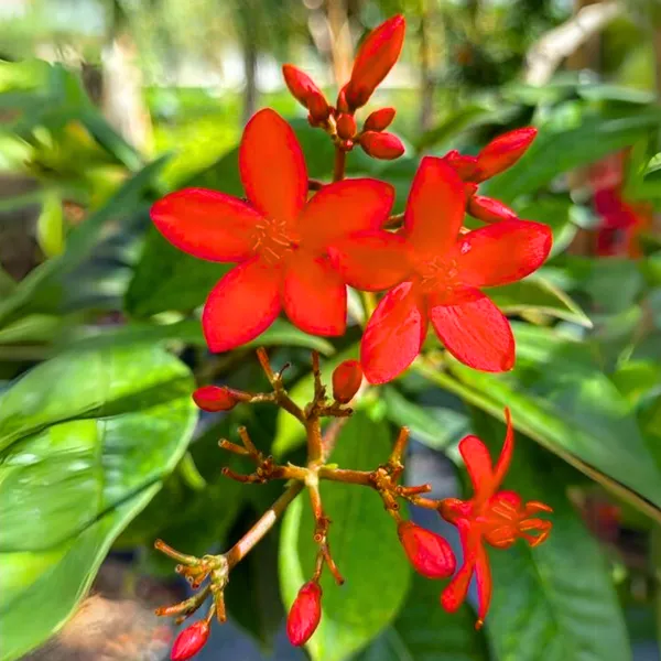 Jatropha_Live_Plant_Default_Title