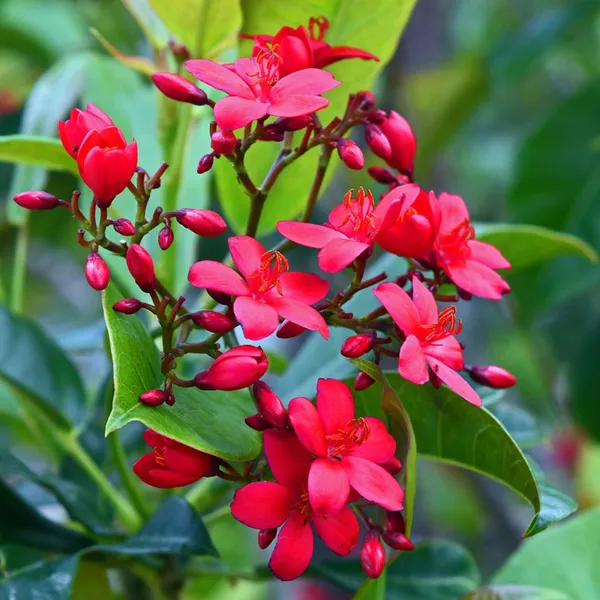 Jatropha_Live_Plant_Default_Title