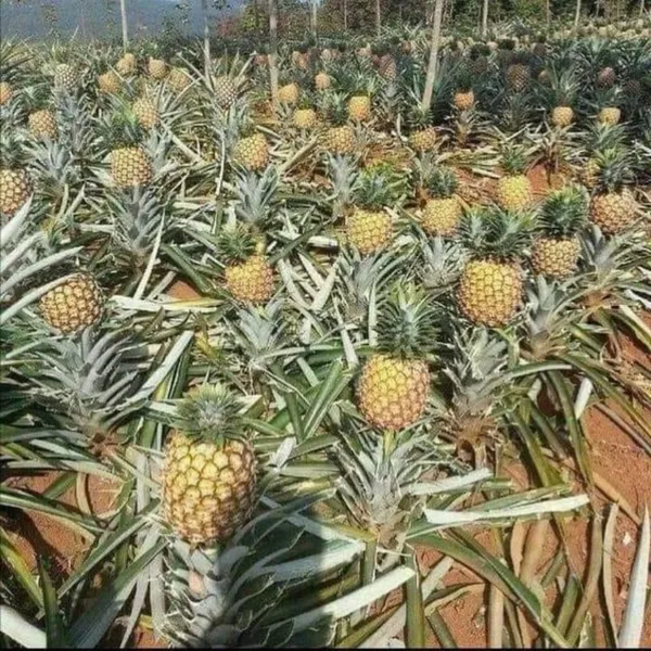 Pineapple_Live_Plant_Default_Title