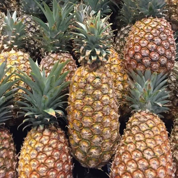 Pineapple_Live_Plant_Default_Title