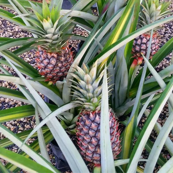 Pineapple_Live_Plant_Default_Title