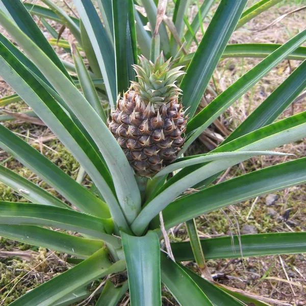 Pineapple_Live_Plant_Default_Title