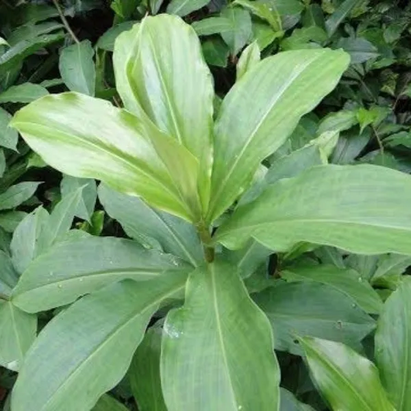 Insulin_Live_Plant_Default_Title