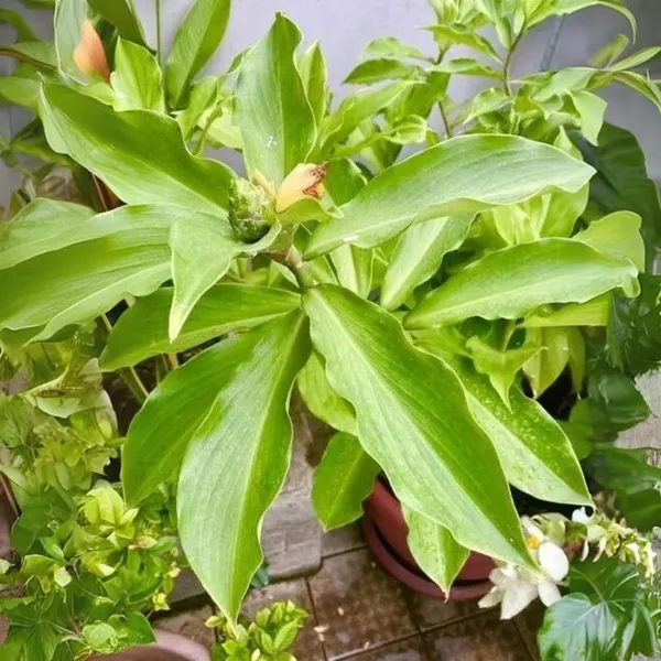 Insulin_Live_Plant_Default_Title