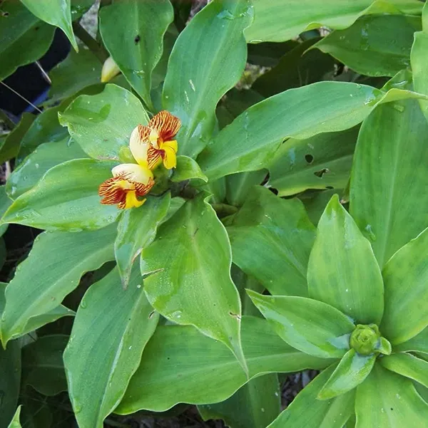 Insulin_Live_Plant_Default_Title