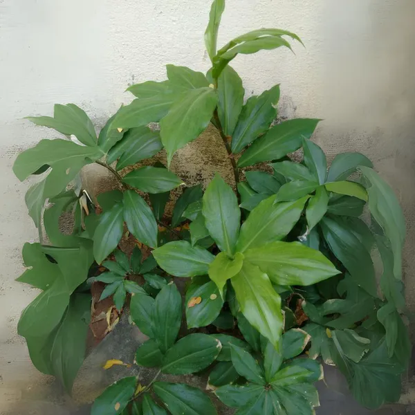 Insulin_Live_Plant_Default_Title