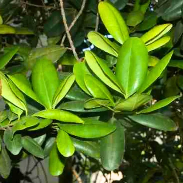 All_Spices_Live_Plant_Default_Title