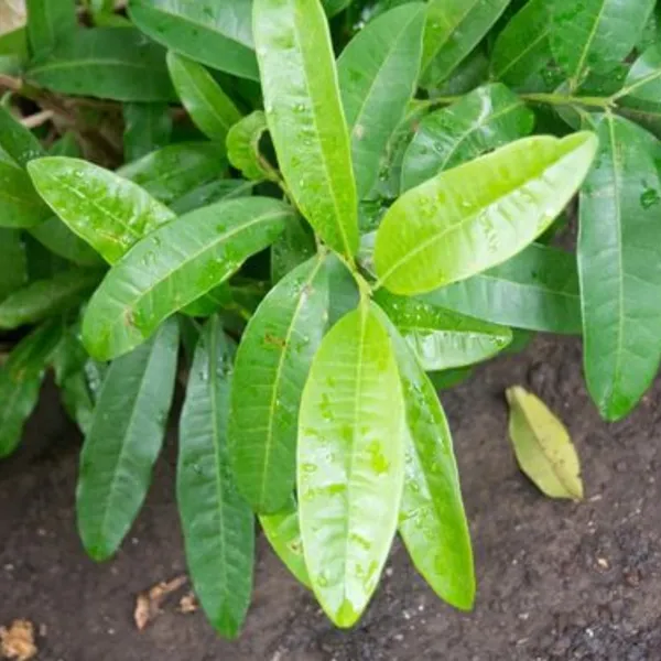 All_Spices_Live_Plant_Default_Title