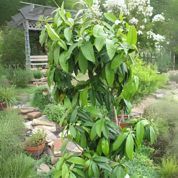 All_Spices_Live_Plant_Default_Title