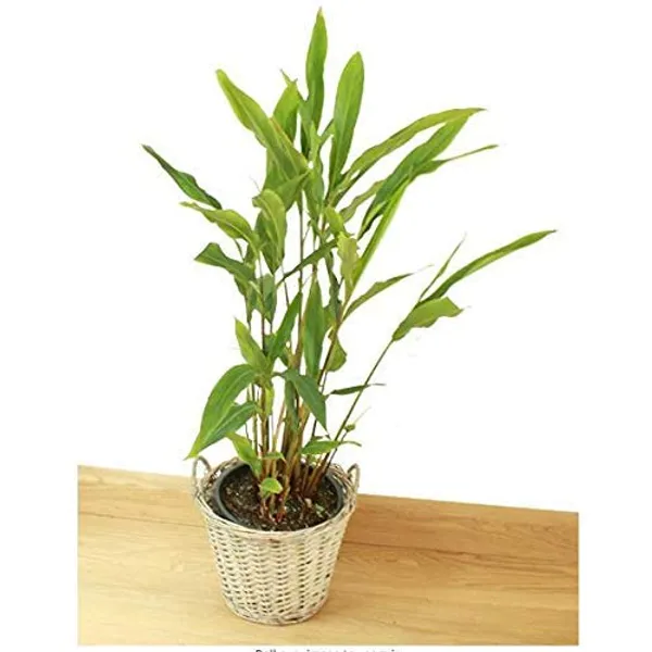 Cardamom_Plant_Elachi_Yallaki_Veldode_Ealakai_Live_Plant_Default_Title