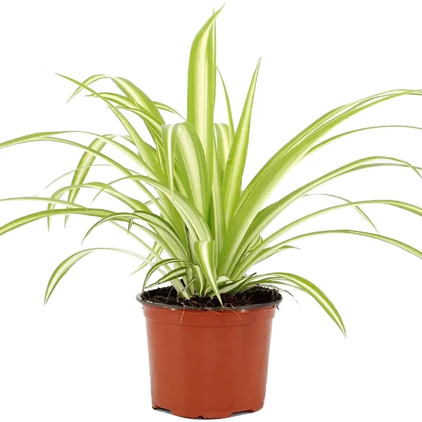 Spider_Plant_Live_Indoor_Best_Air_Purifying_Plant_Include_Pot_Default_Title
