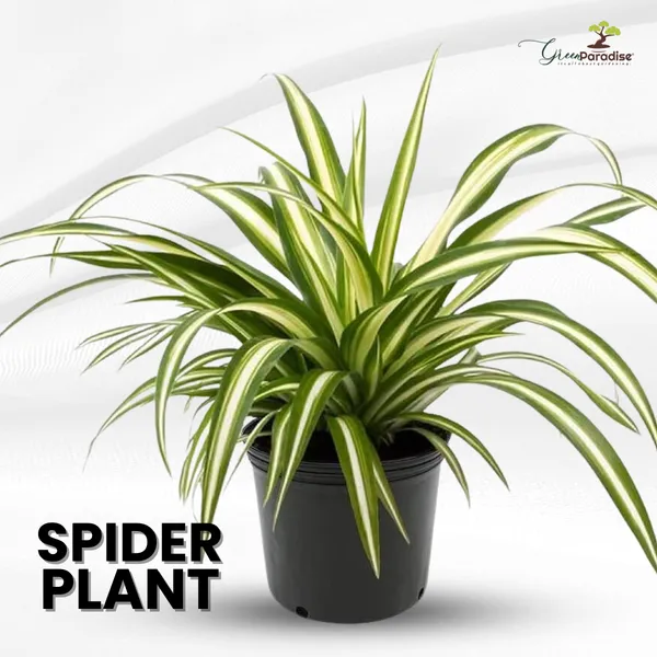Spider_Plant_Live_Indoor_Best_Air_Purifying_Plant_Include_Pot_Default_Title