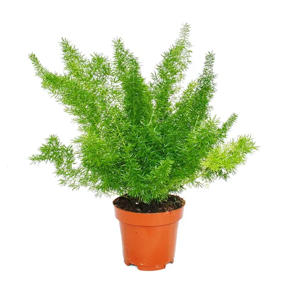 Asparagus_Meyeri_Foxtail_Fern_Live_Indoor_Outdoor_Plant_With_Pot_Default_Title