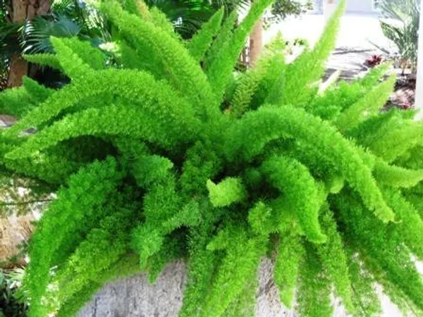Asparagus_Meyeri_Foxtail_Fern_Live_Indoor_Outdoor_Plant_With_Pot_Default_Title