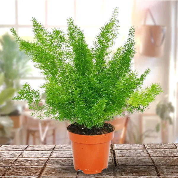 Asparagus_Meyeri_Foxtail_Fern_Live_Indoor_Outdoor_Plant_With_Pot_Default_Title