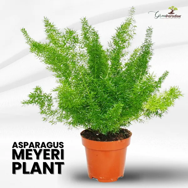 Asparagus_Meyeri_Foxtail_Fern_Live_Indoor_Outdoor_Plant_With_Pot_Default_Title