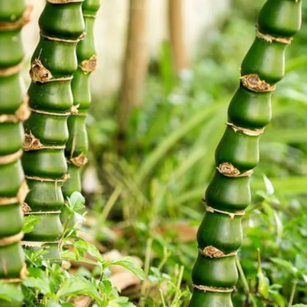 Buddha_Belly_Bamboo_Plant_Holy_Fengsui_Buddha_Bamboo_Live_Plant_In_A_Polybag_Default_Title