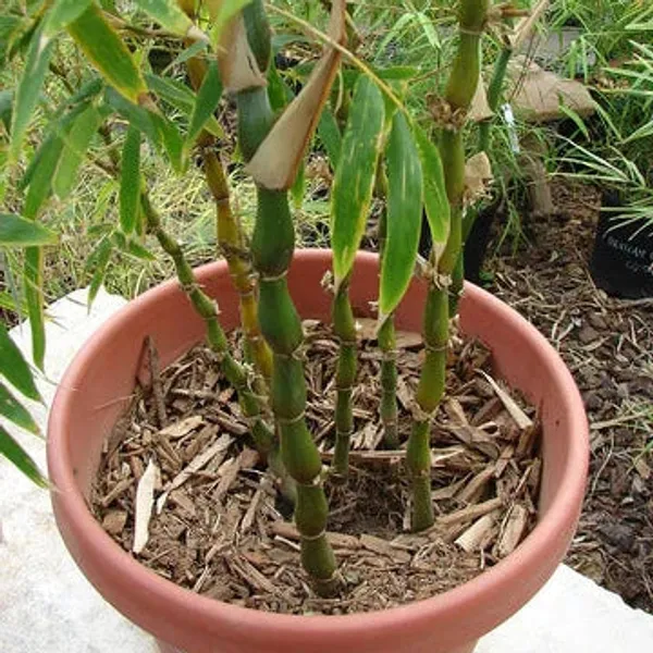 Buddha_Belly_Bamboo_Plant_Holy_Fengsui_Buddha_Bamboo_Live_Plant_In_A_Polybag_Default_Title