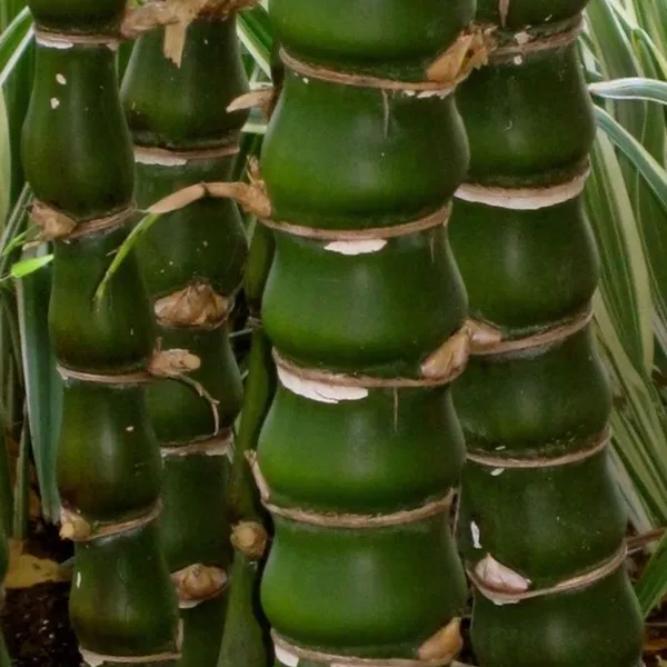 Buddha_Belly_Bamboo_Plant_Holy_Fengsui_Buddha_Bamboo_Live_Plant_In_A_Polybag_Default_Title