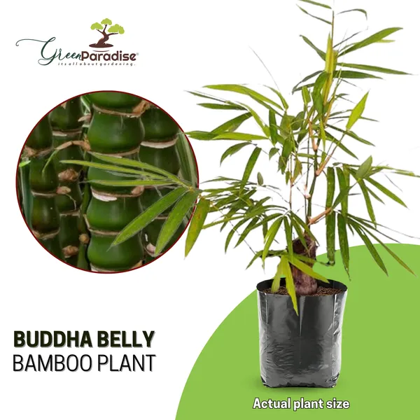Buddha_Belly_Bamboo_Plant_Holy_Fengsui_Buddha_Bamboo_Live_Plant_In_A_Polybag_Default_Title