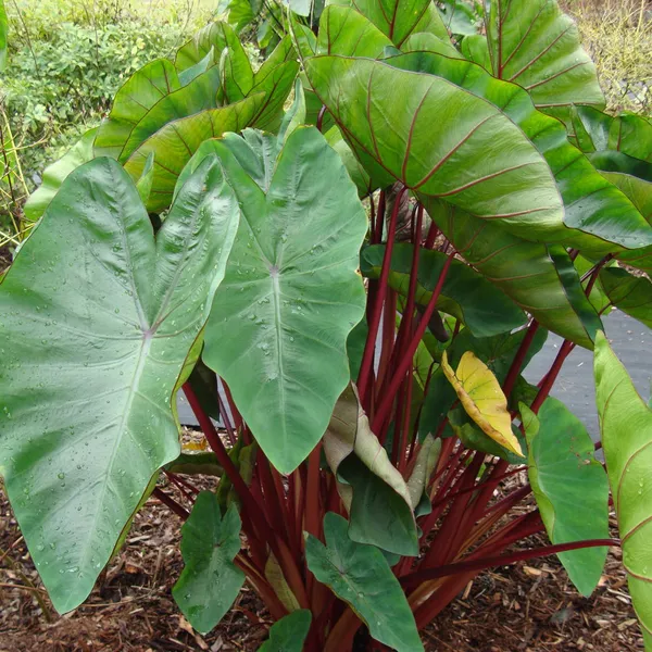 Patarveliya_Colocasia_Esculenta_Plant_Default_Title