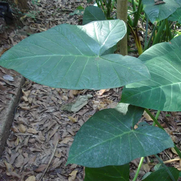 Patarveliya_Colocasia_Esculenta_Plant_Default_Title