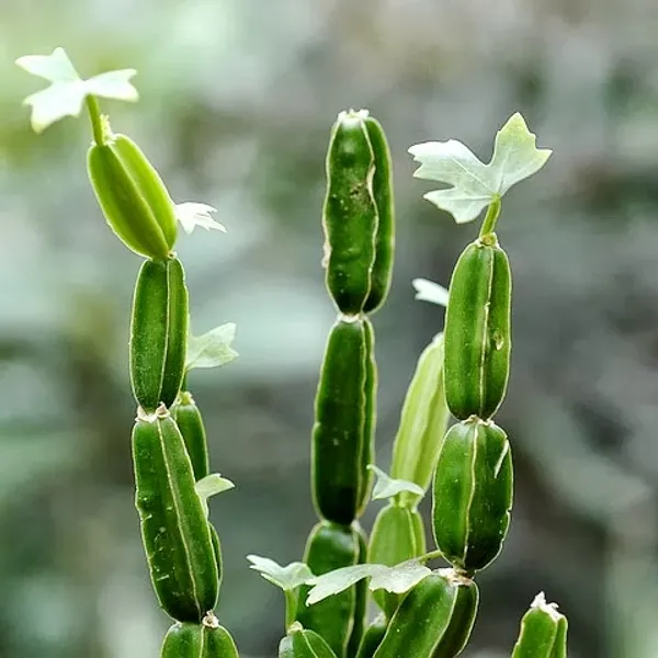 Hadjod_Plant_Default_Title