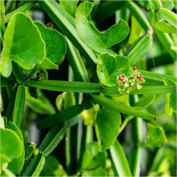 Hadjod_Plant_Default_Title