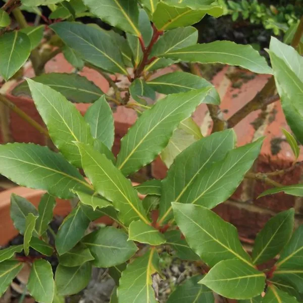 Tezpatta_Bay_Leaves_Plant_Default_Title