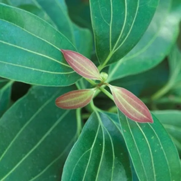 Tezpatta_Bay_Leaves_Plant_Default_Title