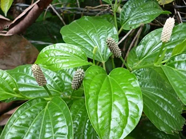 Lindi_Piper_Indian_Long_Pepper_Plant_Default_Title