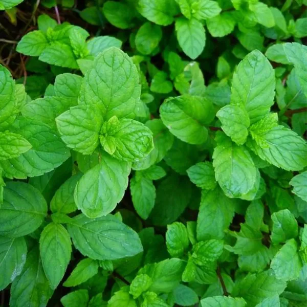 Pudina_Mint_Plant_Default_Title