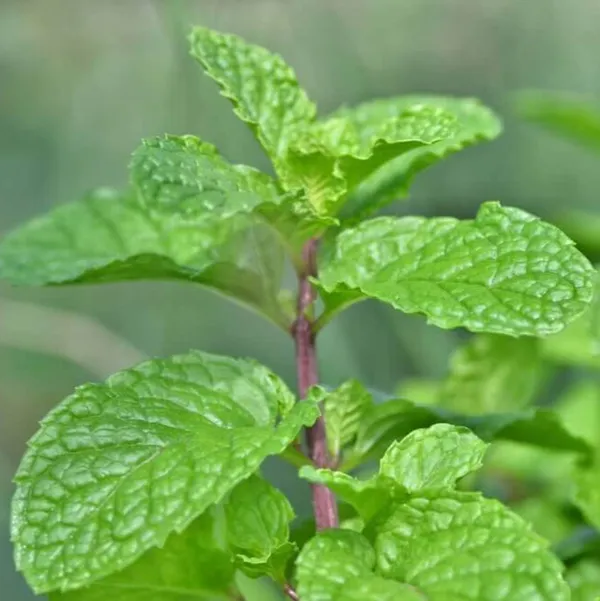 Pudina_Mint_Plant_Default_Title