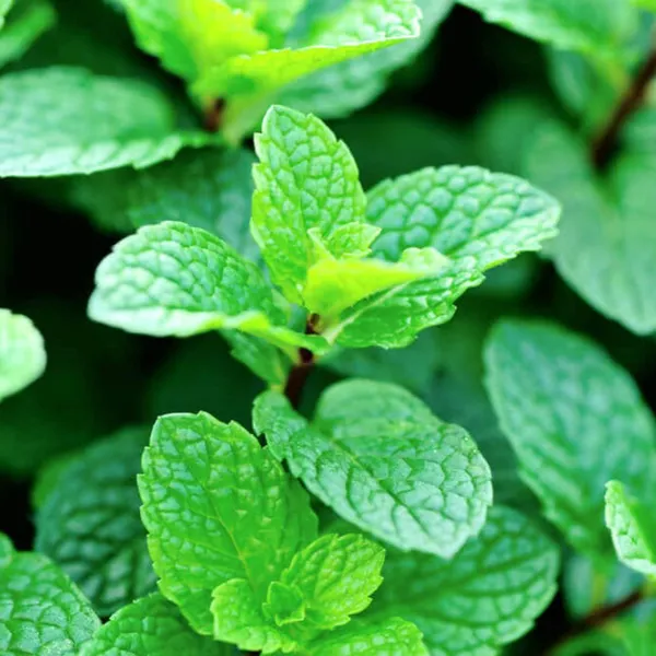 Pudina_Mint_Plant_Default_Title