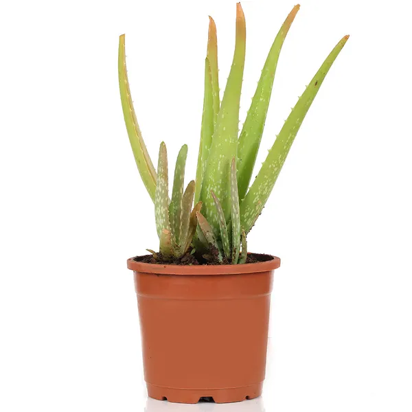 Green_Paradise_Aloevera_Plant_Barbadensis_Miller_Medicinal_Herbal_Live_Plant_Default_Title