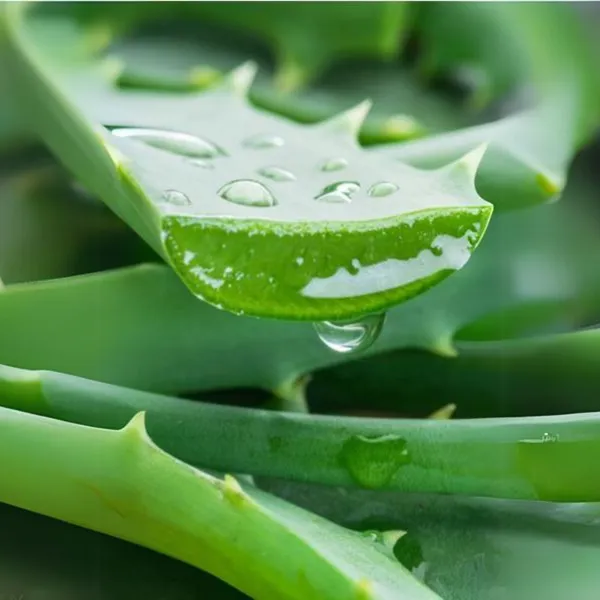 Green_Paradise_Aloevera_Plant_Barbadensis_Miller_Medicinal_Herbal_Live_Plant_Default_Title