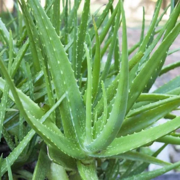 Green_Paradise_Aloevera_Plant_Barbadensis_Miller_Medicinal_Herbal_Live_Plant_Default_Title