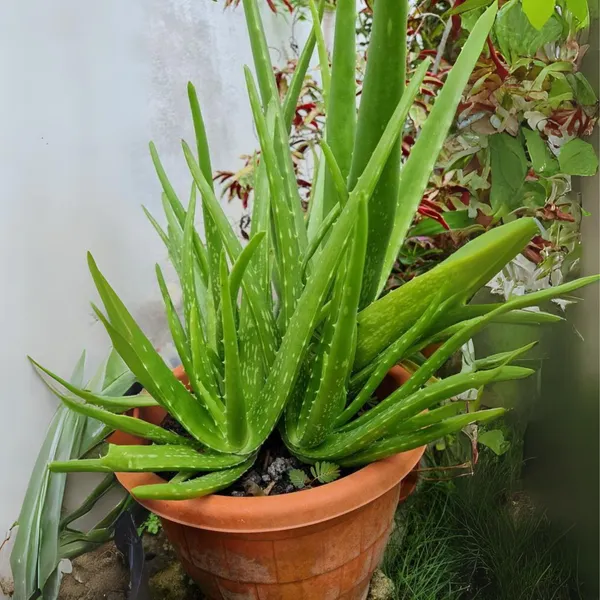 Green_Paradise_Aloevera_Plant_Barbadensis_Miller_Medicinal_Herbal_Live_Plant_Default_Title