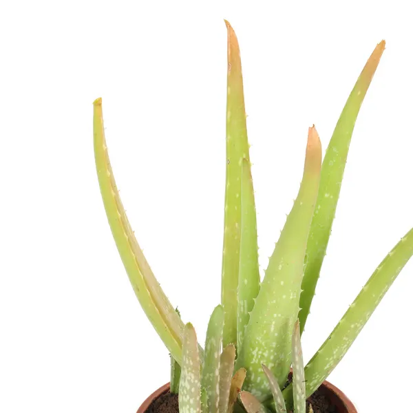 Green_Paradise_Aloevera_Plant_Barbadensis_Miller_Medicinal_Herbal_Live_Plant_Default_Title