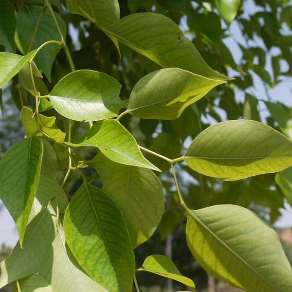 Shisham_Dalbergia_Sissoo_Plant_Default_Title