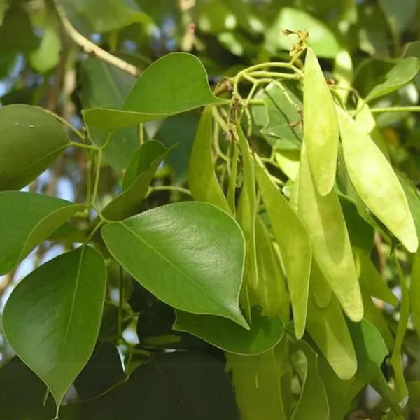 Shisham_Dalbergia_Sissoo_Plant_Default_Title
