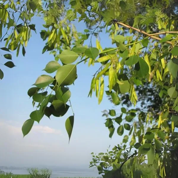 Shisham_Dalbergia_Sissoo_Plant_Default_Title